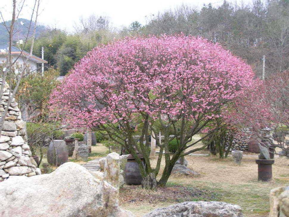 개심지 주말 조황 (조황조행기 - 특파원조황)