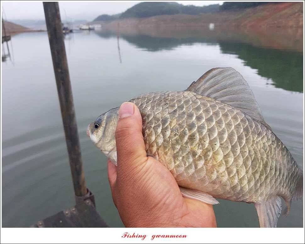 돌감좌대 월척 조황추평지 현황 (조황조행기 - 특파원조황)
