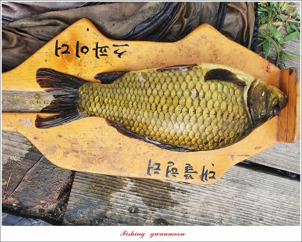 충주호 2 차 오름수위명서목벌화곡지 조황 (조황조행기 - 특파원조황)
