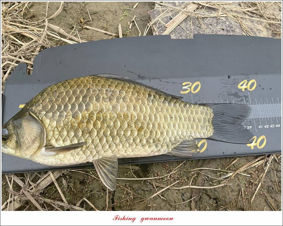 문골 42 cm명서 40 cm 달천강화곡지 조황 (조황조행기 - 특파원조황)