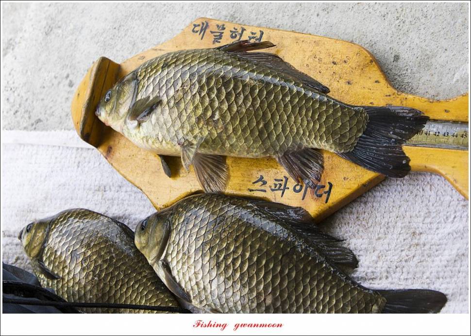 화곡지 4 짜 및 청풍호 조황 소식 (조황조행기 - 특파원조황)