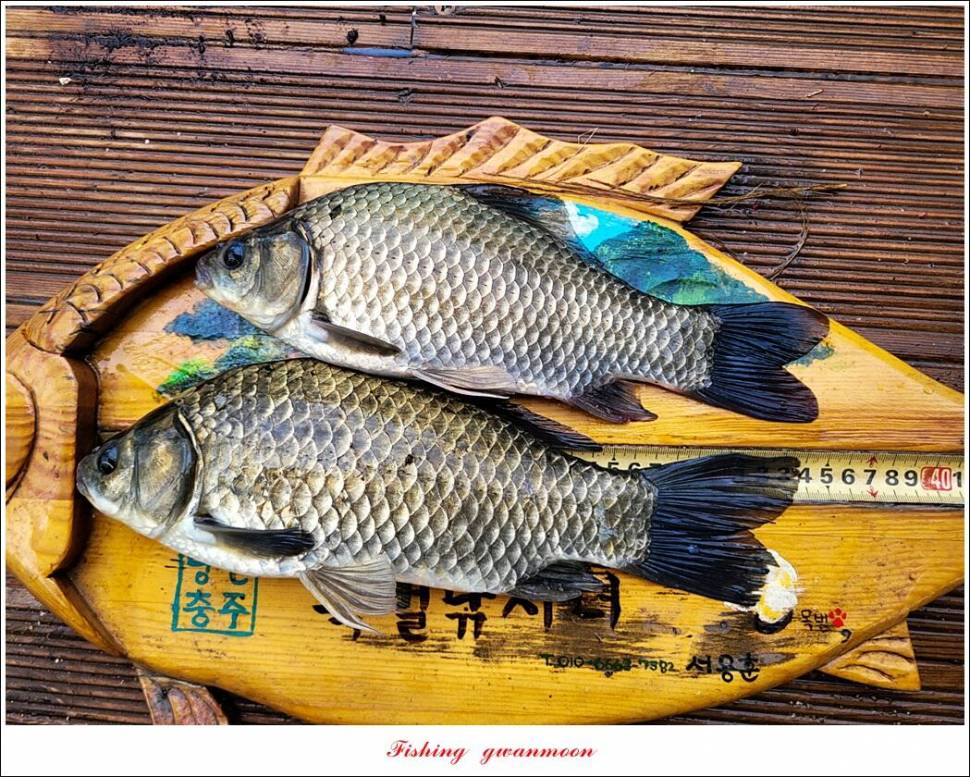 화곡지 4 짜목벌 4 짜한버들 4 짜사오리 4 짜 대물 조황 (조황조행기 - 특파원조황)