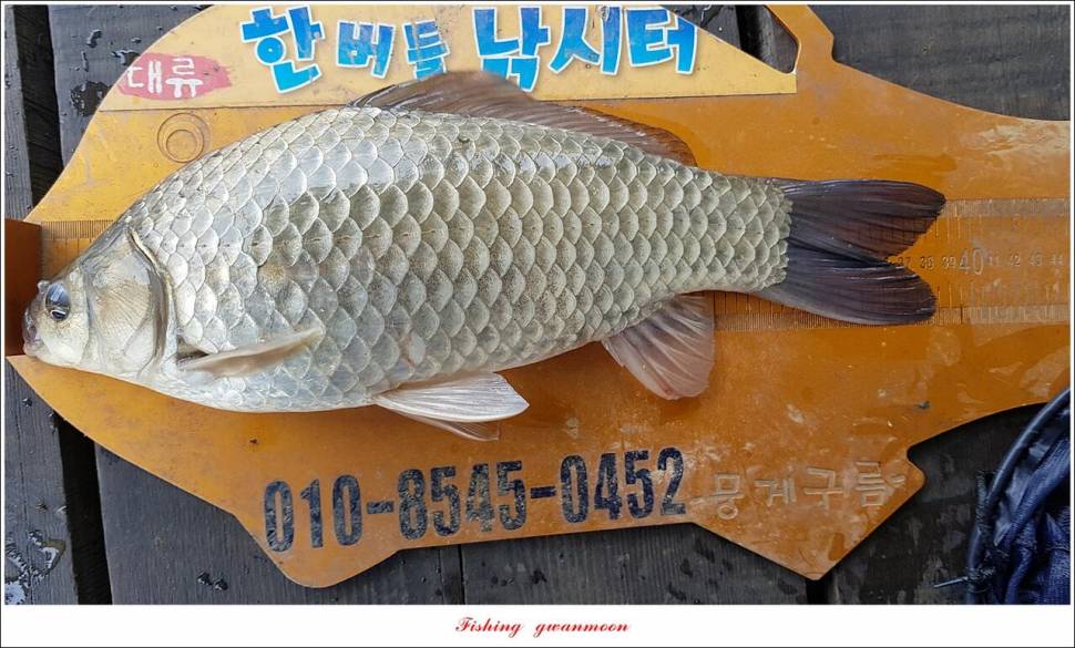 한버들 4 짜신리 4 짜실리곡 4 짜대물 조황 (조황조행기 - 특파원조황)