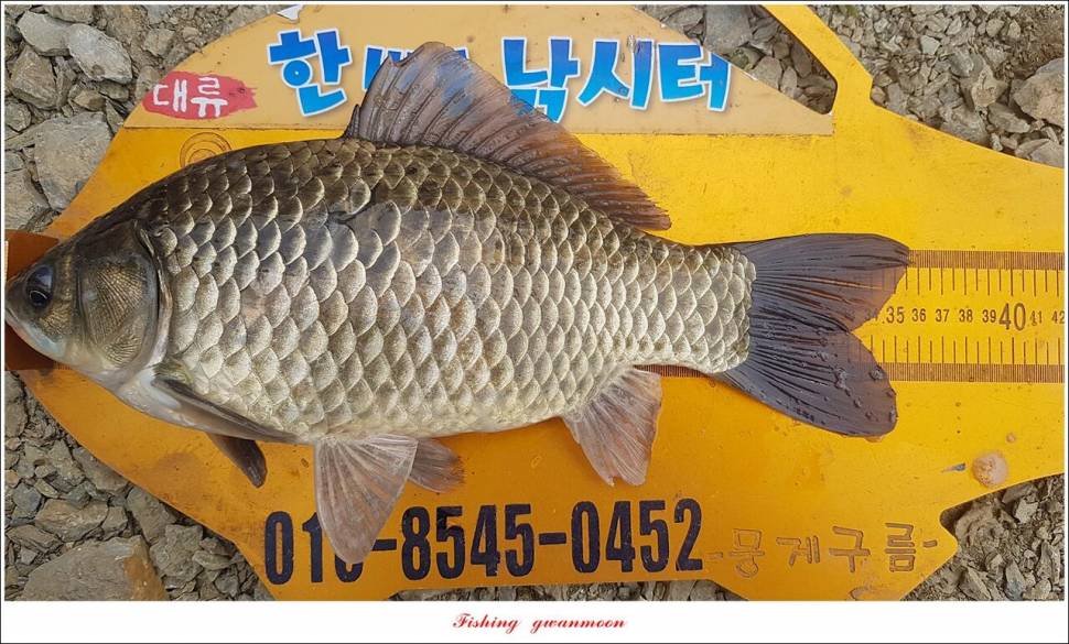 한버들 44 cm신리 415 cm41 cm실리곡 4 자돌감 4 짜화곡지 4 짜솔 37 cm 조황 정보 (조황조행기 - 특파원조황)