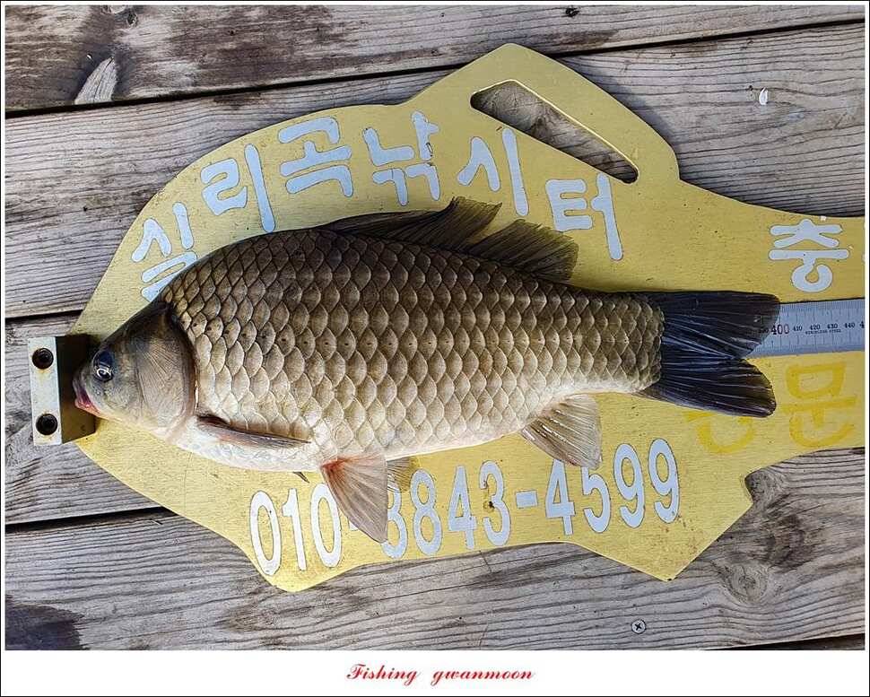 돌감 4 짜실리곡 4 짜신리 4 짜한버들 월척 조황 (조황조행기 - 특파원조황)