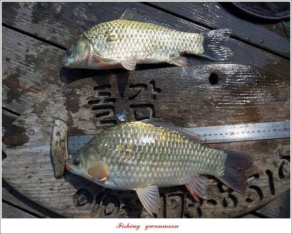 병호 월척장어돌감 38 cm385 cm솔 40 cm (조황조행기 - 특파원조황)