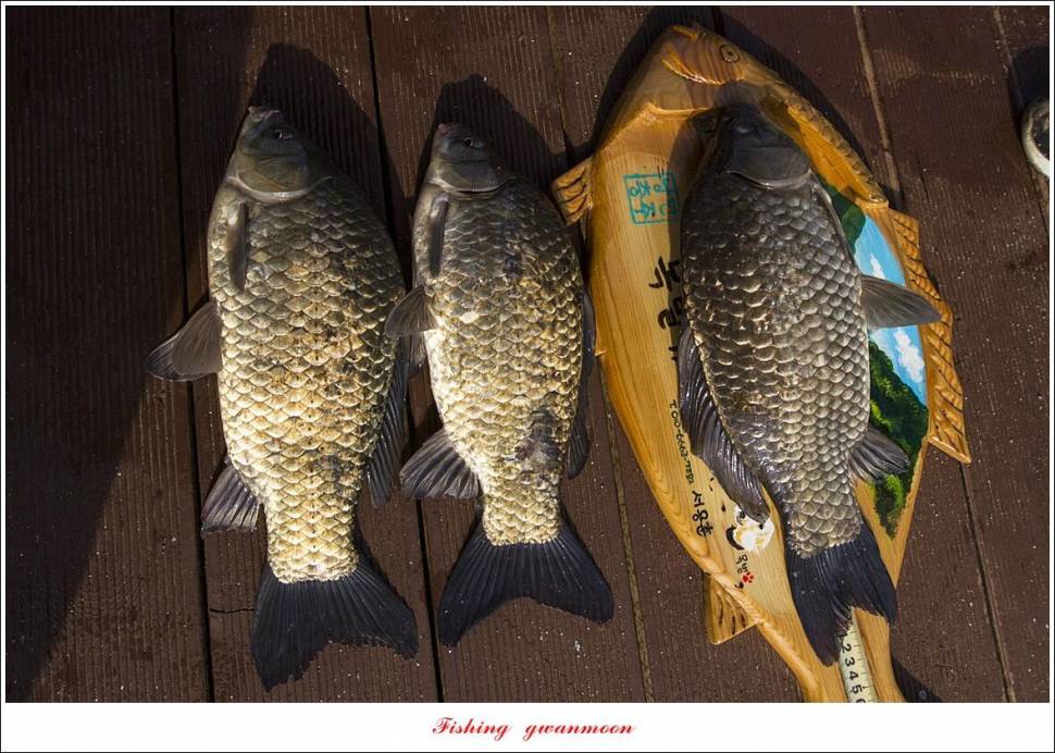 목벌 43 cm37 cm소류지 4 짜솔 낚시터 월척화곡지 대물 조황 (조황조행기 - 특파원조황)
