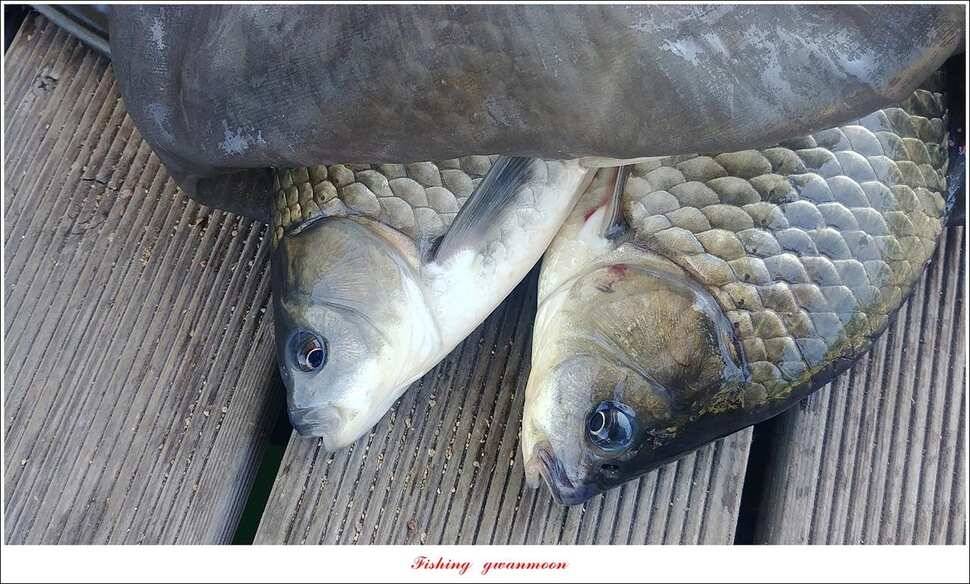 신매 낚시터 월척 조황 (조황조행기 - 특파원조황)
