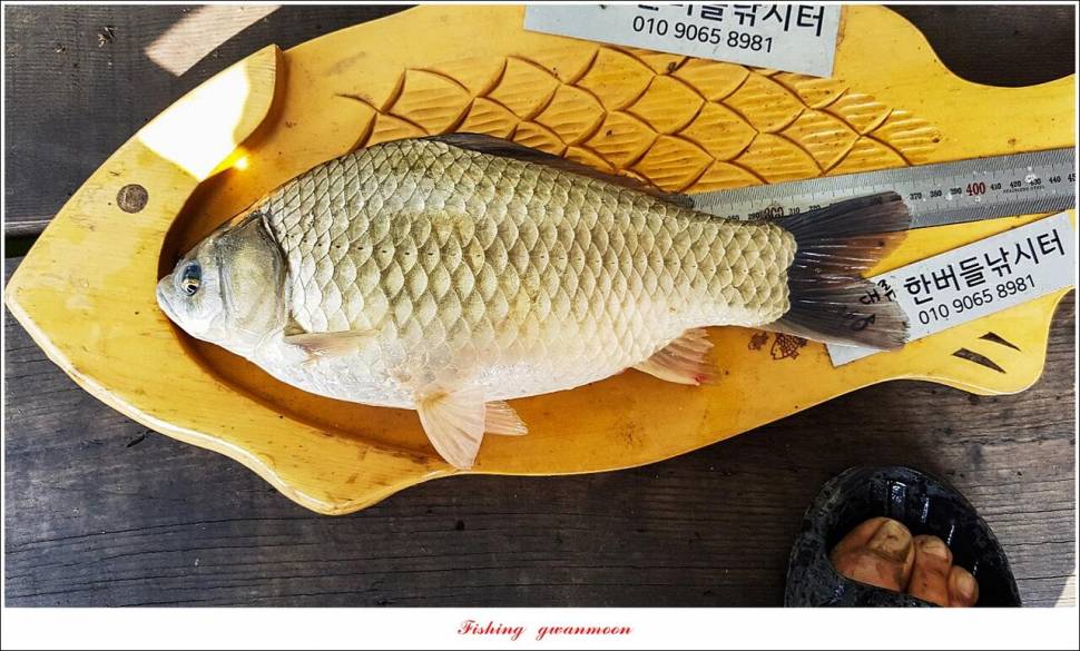 한버들 435 cm 및 명서제일사오리후산리 오름수위 전 소식 (조황조행기 - 특파원조황)