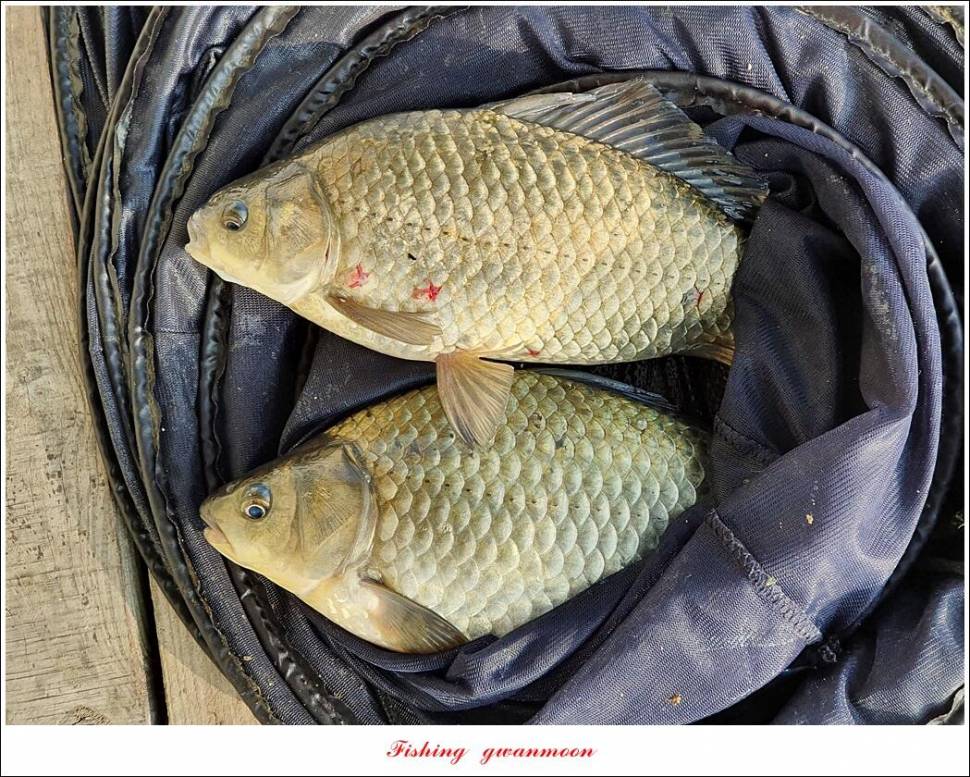 실리곡 41 cm40 cm광월지 43 cm대물 조황 (조황조행기 - 특파원조황)