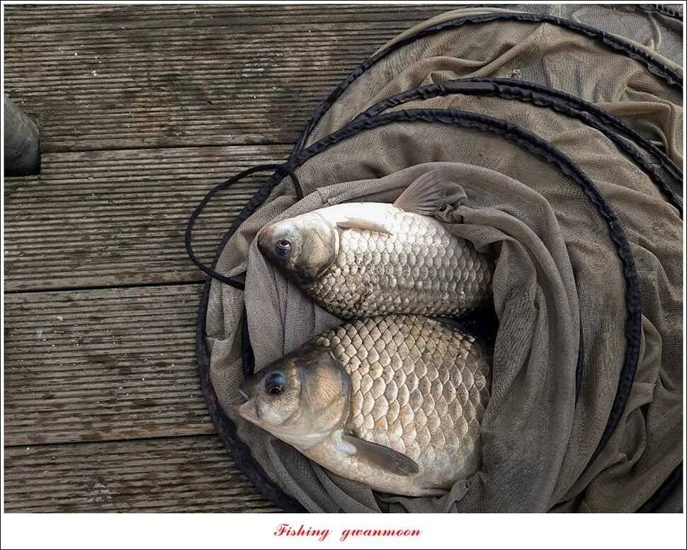 제일 395 cm돌감 37 cm 및 월척 조황 (조황조행기 - 특파원조황)