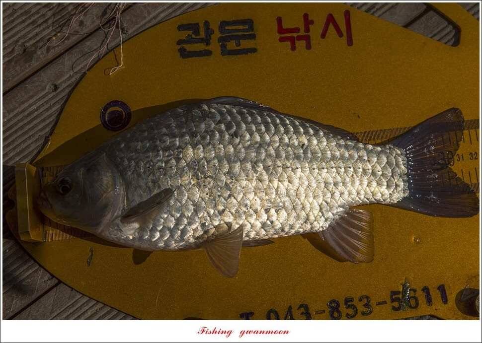 제일 월척칠성지 대물 조황 (조황조행기 - 특파원조황)