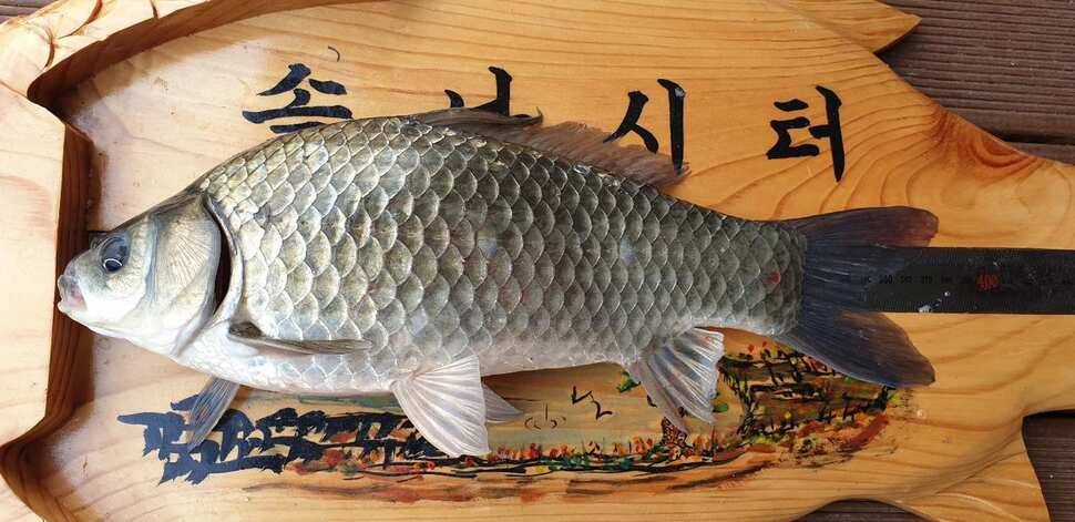 솔 42 43cm 대물붕어 목벌에도 4짜 꽃바위 키로급장어 허리급 붕어조황 (조황조행기 - 특파원조황)