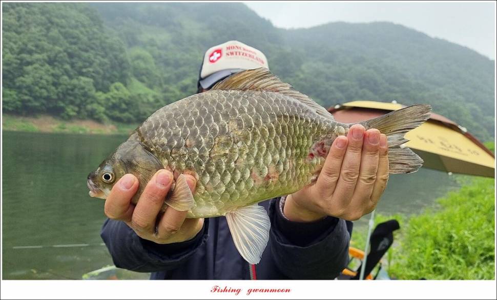 명서 43 cm 대물 및 4 짜 마릿수 조황 (조황조행기 - 특파원조황)