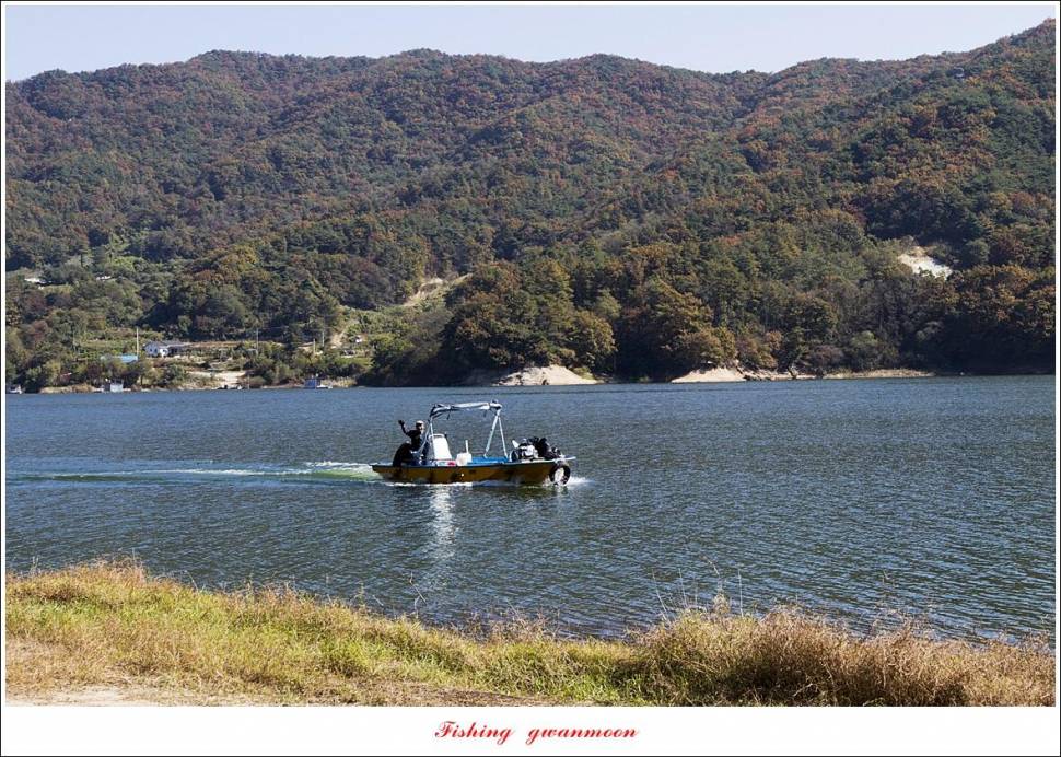 충주호 솔 38 cm사오리 월척 조황 (조황조행기 - 특파원조황)