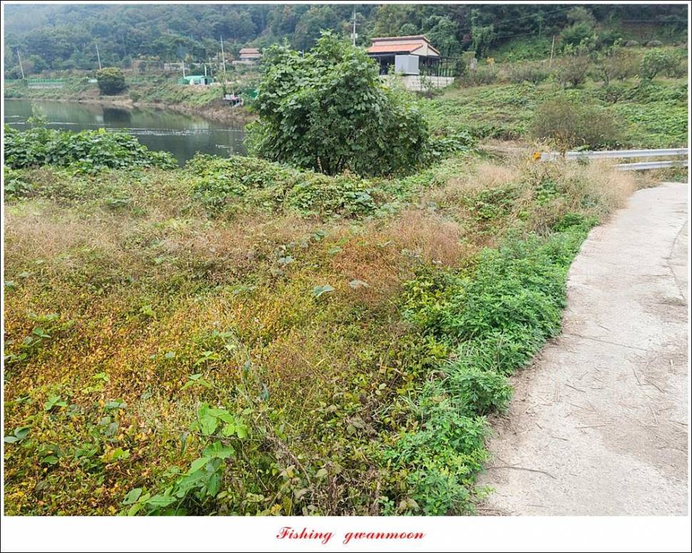 충주호 오름수위용원지 4 짜 조황 (조황조행기 - 특파원조황)
