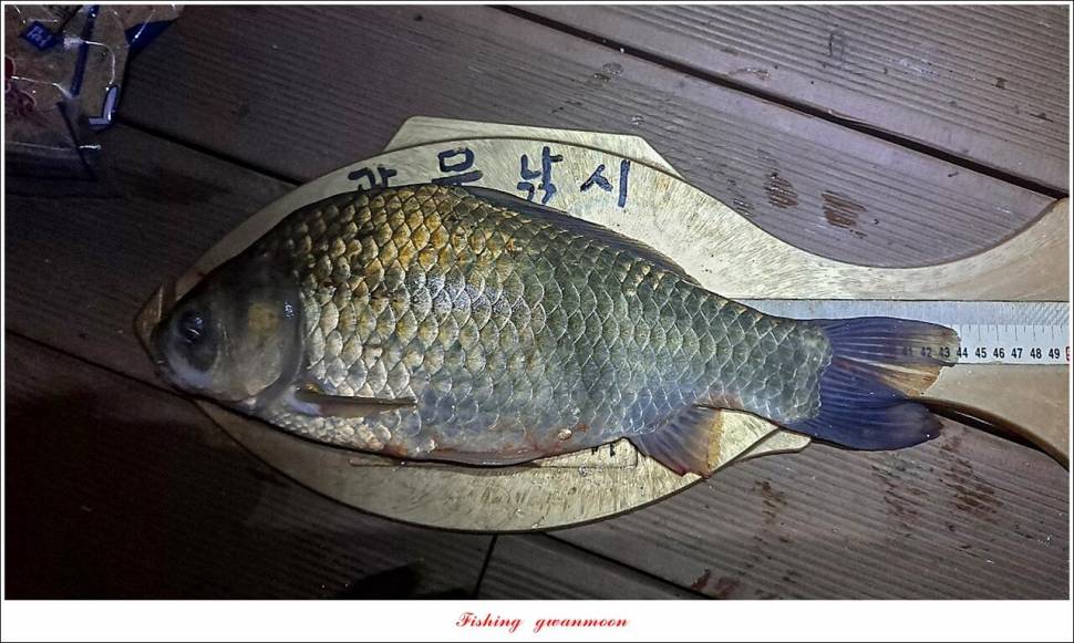 제일솔종점 4 짜 대물 및 화곡지 호조황 (조황조행기 - 특파원조황)