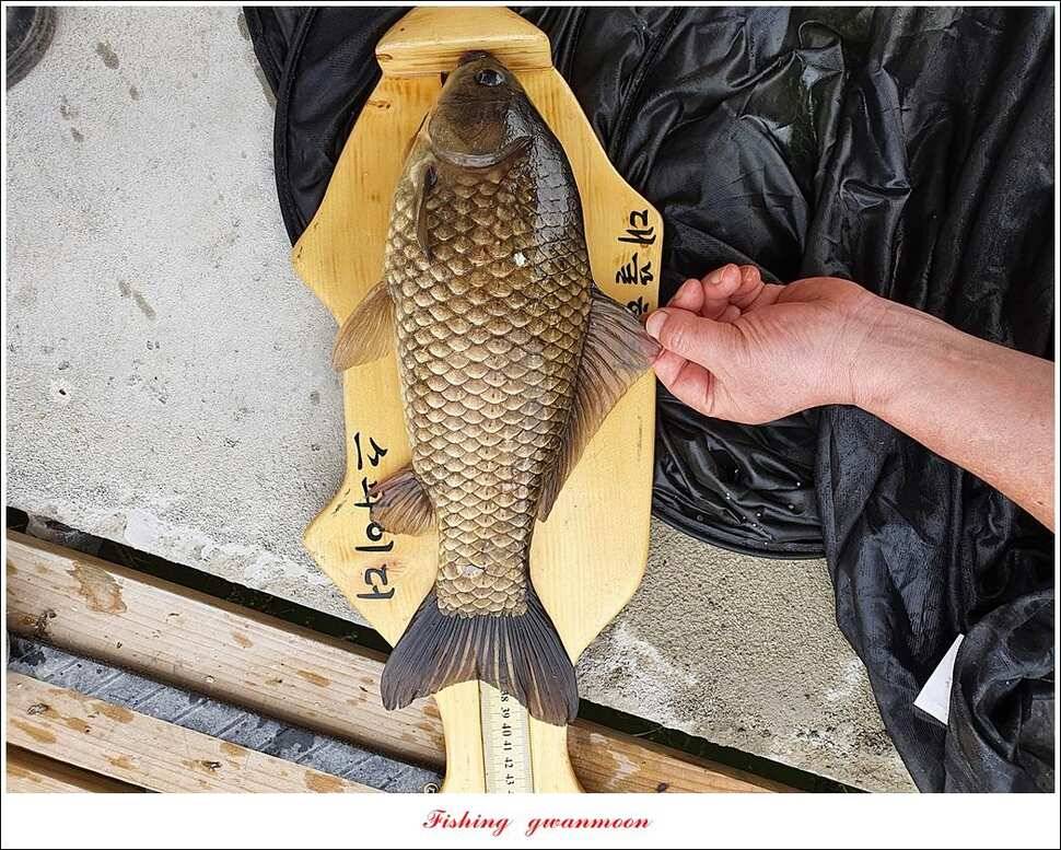 노지 4 짜신리 4 짜화곡지 4 짜 대물 조황 (조황조행기 - 특파원조황)