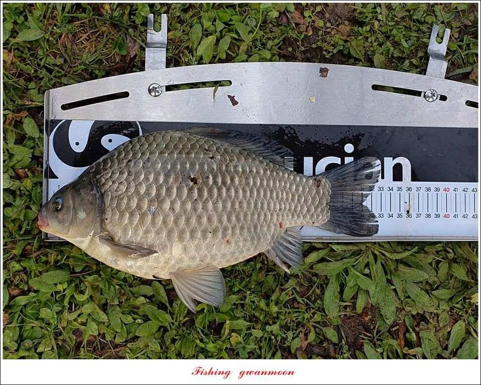 칠성지 44cm405 cm검단수로 41cm 조황 (조황조행기 - 특파원조황)