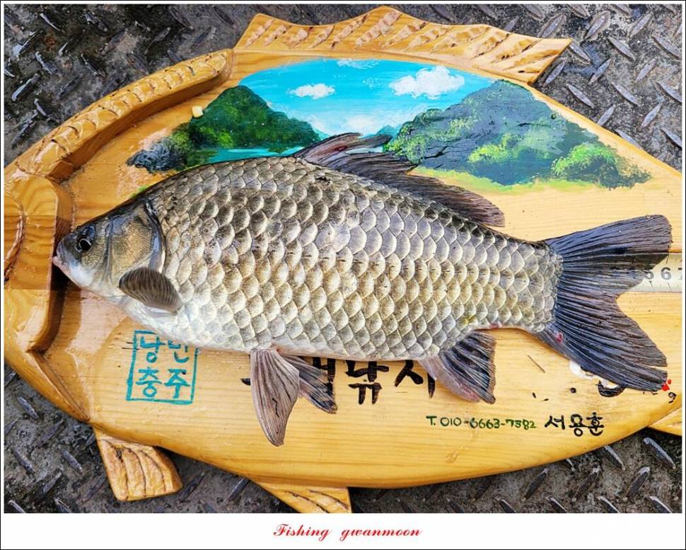 한버들 43 cm목벌 4 짜 2 수솔 낚시터사오리 월척 조황 (조황조행기 - 특파원조황)