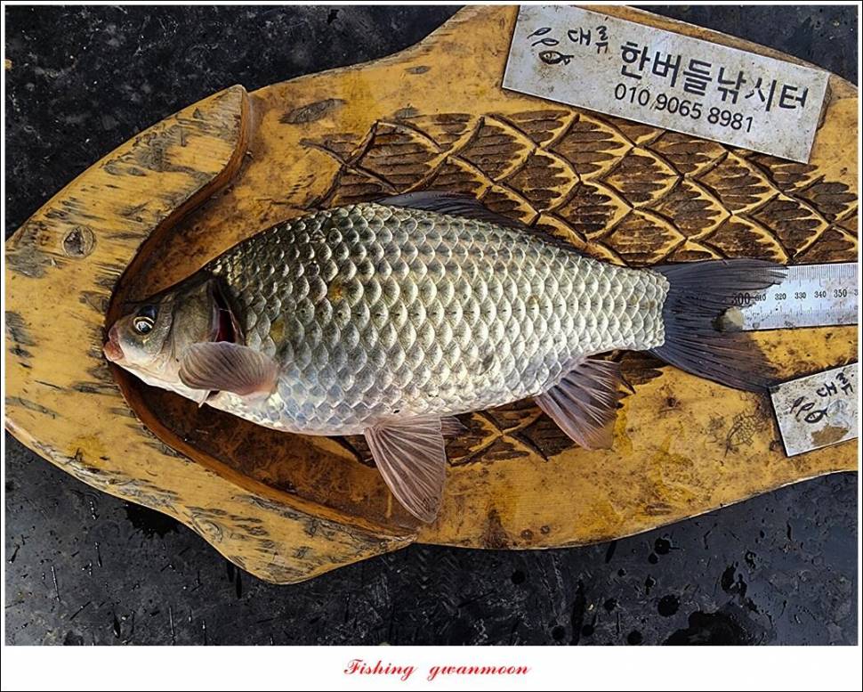솔 월척한버들 월척 조황 (조황조행기 - 특파원조황)