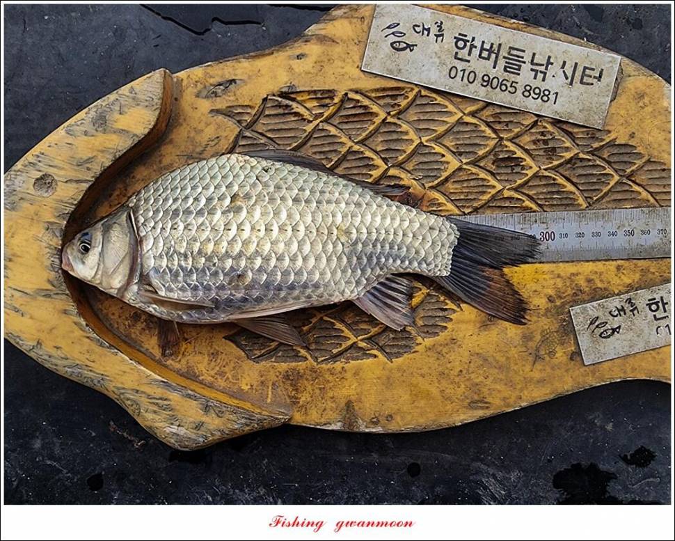 화곡지 4 짜 및 청풍호 조황 소식 (조황조행기 - 특파원조황)