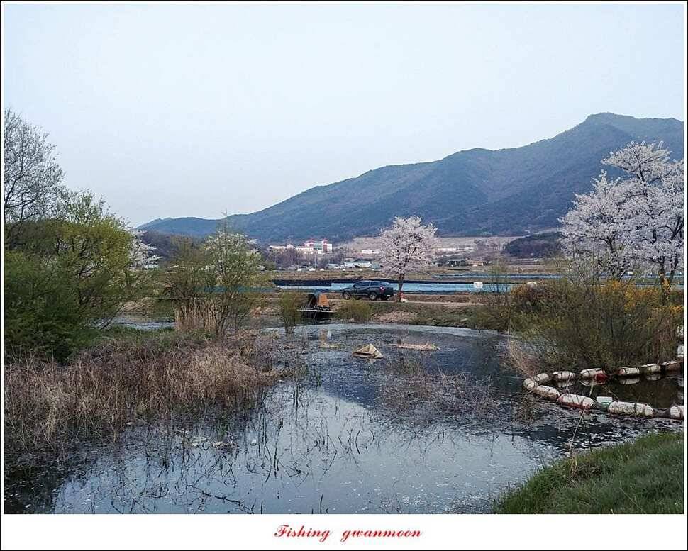 한버들 4 짜 2 수지곡리 노지칠성지 대물 조황 (조황조행기 - 특파원조황)