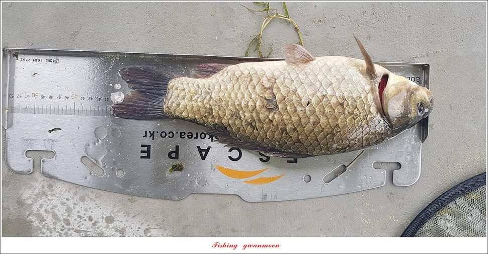 제일 435 cm415 cm문골 37 cm화곡지 4 짜 대물 조황 (조황조행기 - 특파원조황)