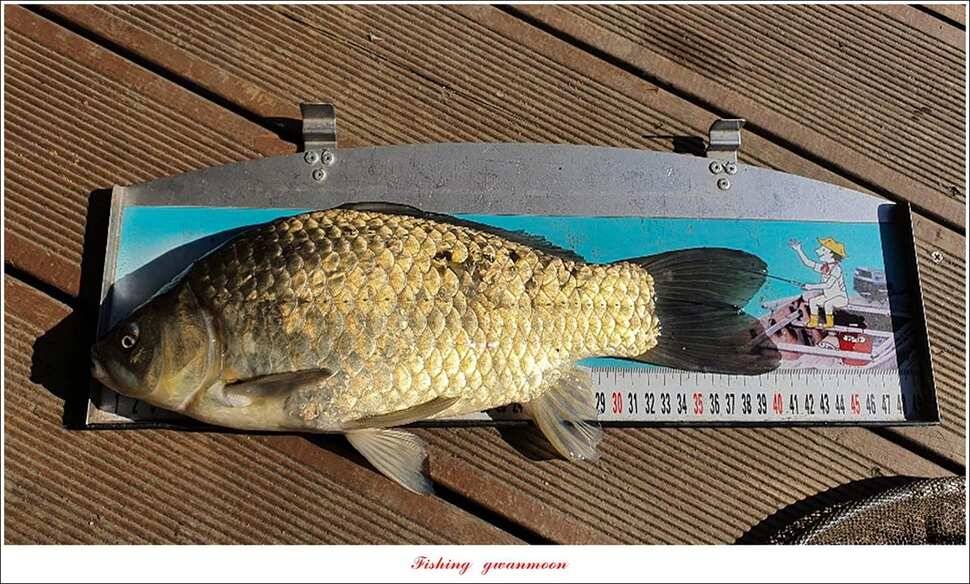 제일 41cm403 cm40 cm40 cm395 cm대물 조황 (조황조행기 - 특파원조황)