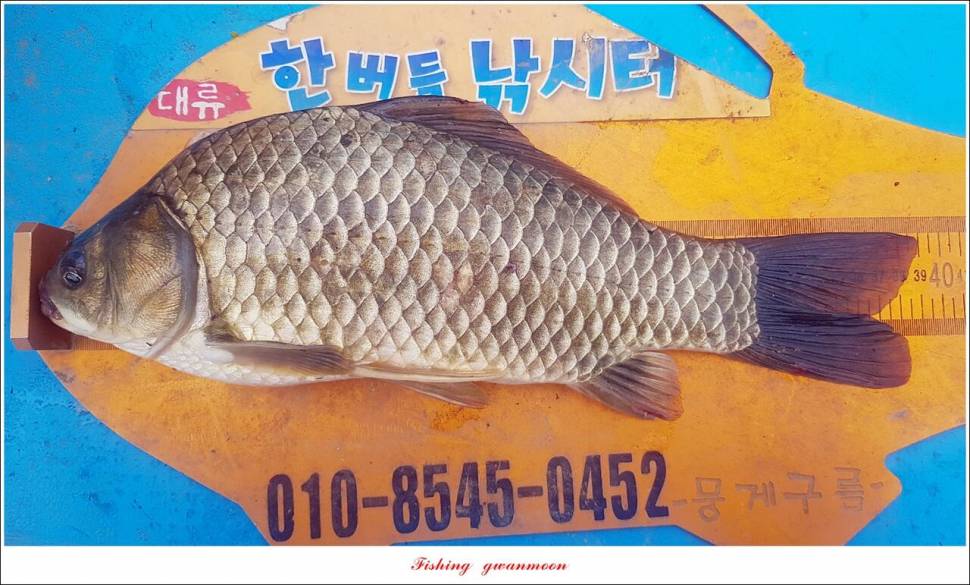 한버들 4 짜 2 수신리 4 짜명서 4 짜 및 충주호 노지 현황 (조황조행기 - 특파원조황)