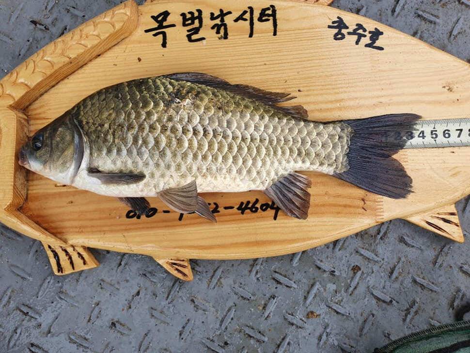 목벌 낚시터 4짜 대물붕어 꾸준한 조황 (조황조행기 - 특파원조황)