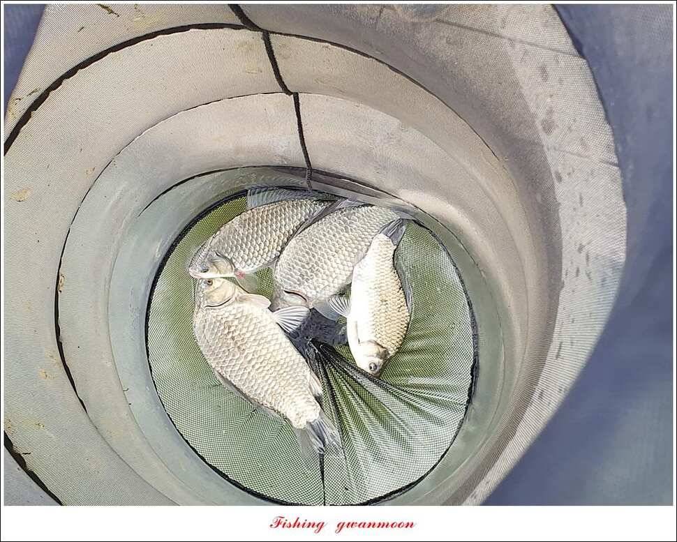 한버들 4 짜 2 수신리 4 짜실리곡 월척칠성지 4 짜 조황 (조황조행기 - 특파원조황)