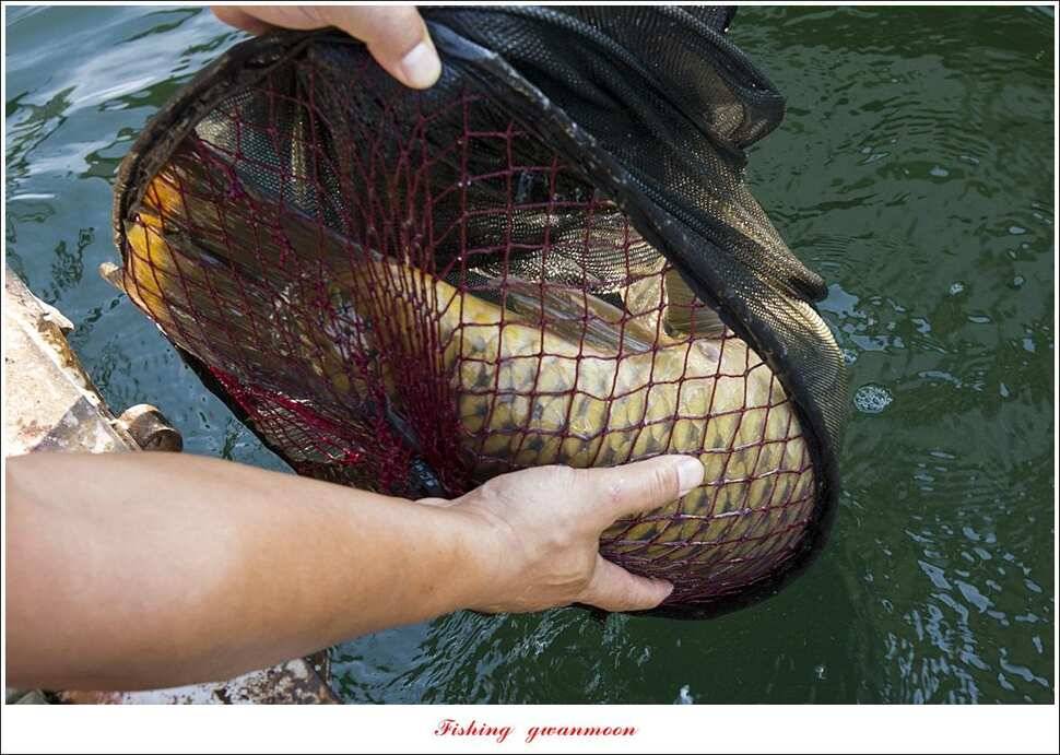 신매 44 cm 대물돌감 4 짜늘푸른제일 월척 조황 (조황조행기 - 특파원조황)