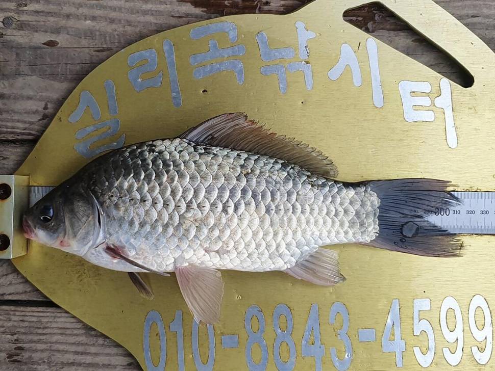 충주호 오름수위 (조황조행기 - 특파원조황)
