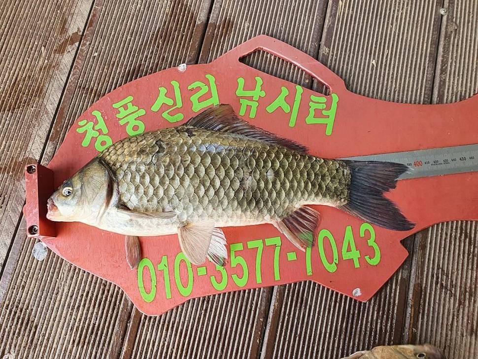 충주호 오름수위 (조황조행기 - 특파원조황)