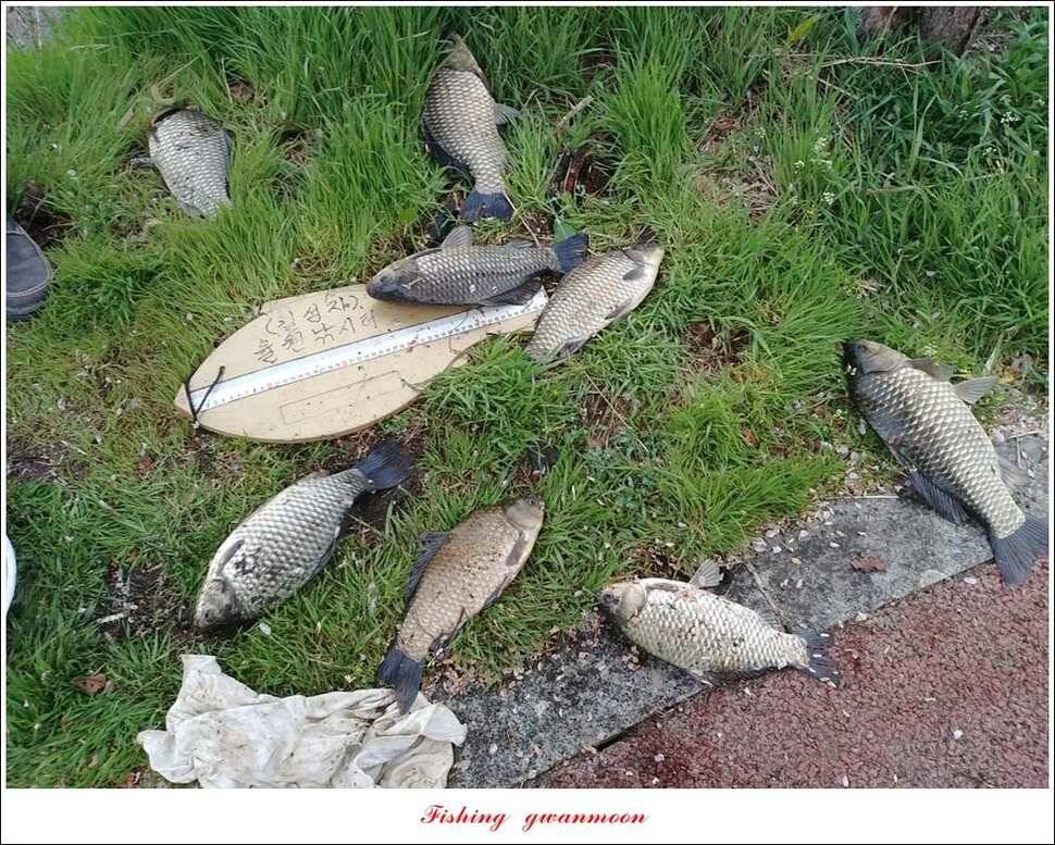 제일 39 cm 대물 조황화곡지칠성지 조황 (조황조행기 - 특파원조황)