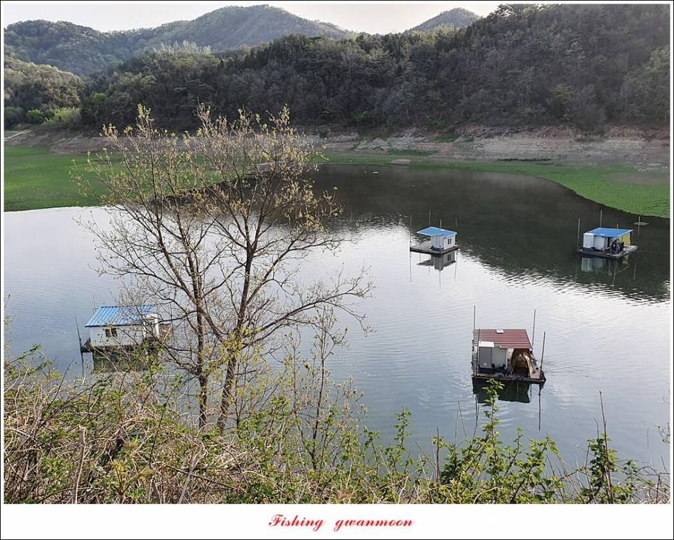 한버들 4 짜신리 4 짜실리곡 4 짜대물 조황 (조황조행기 - 특파원조황)