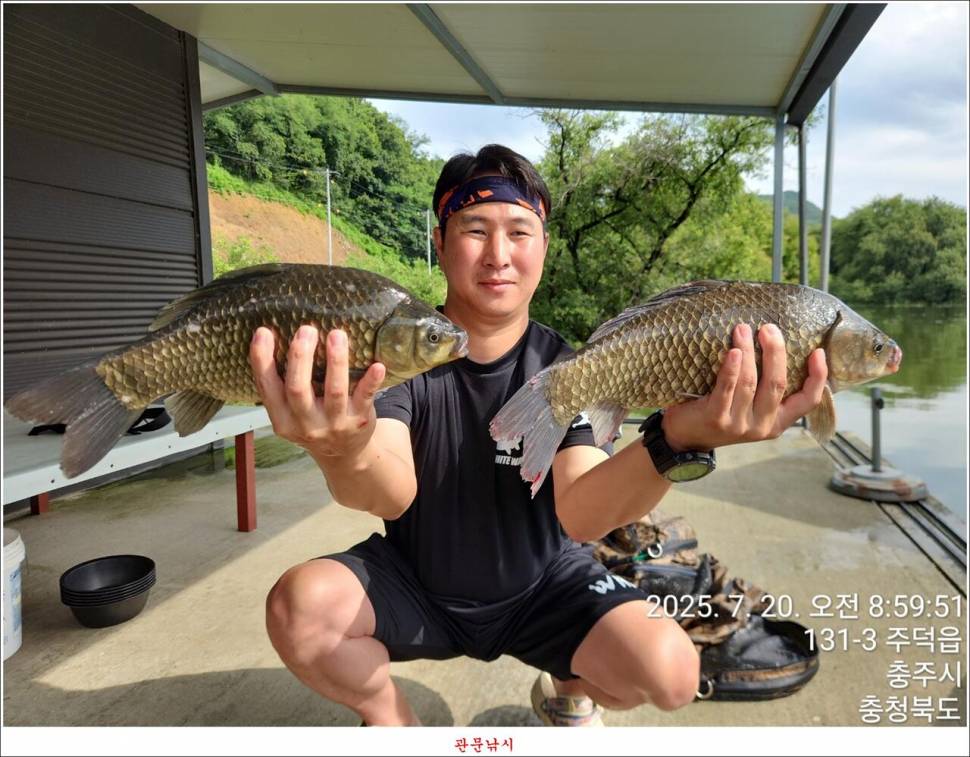 화곡지 49 cm477 cm455 cm 호조황 (조황조행기 - 특파원조황)