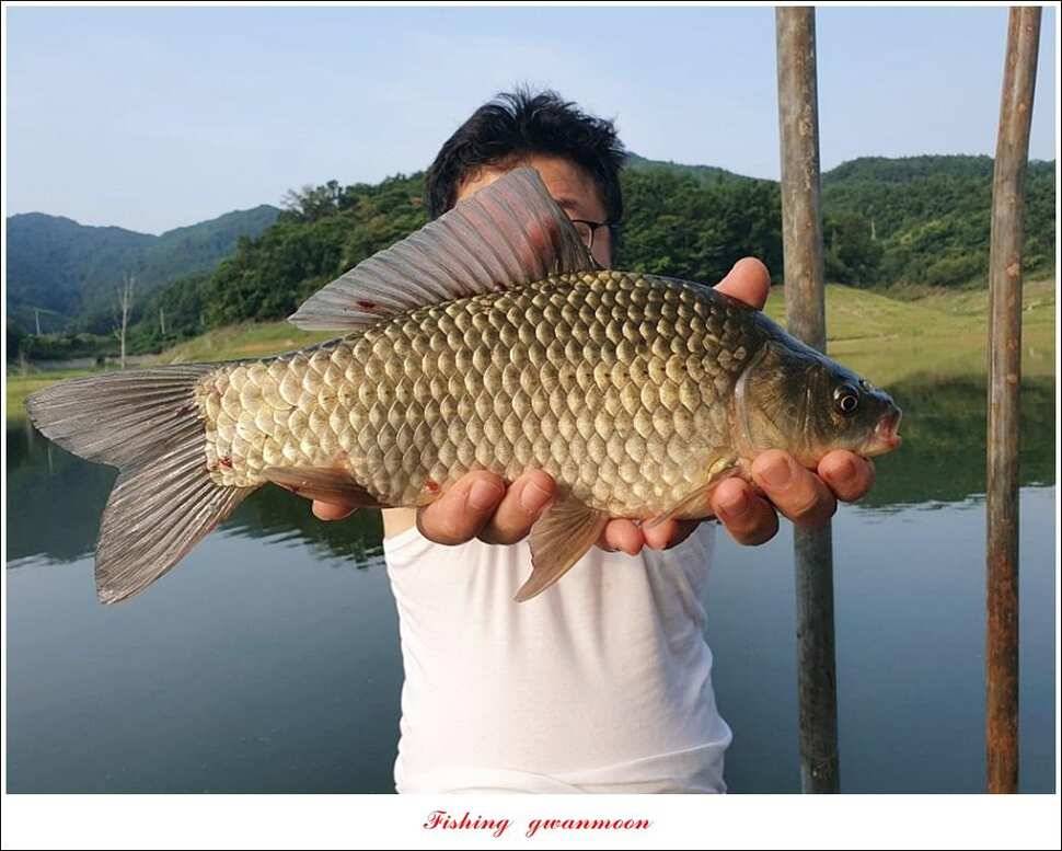 돌감 4 짜제일 39 cm38 cm37 cm칠성지 월척 조황 (조황조행기 - 특파원조황)