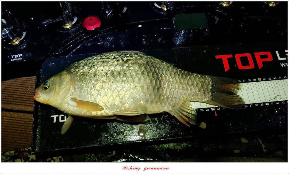한버들 44 cm신리 415 cm41 cm실리곡 4 자돌감 4 짜화곡지 4 짜솔 37 cm 조황 정보 (조황조행기 - 특파원조황)