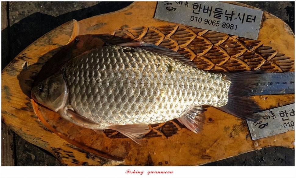 돌감 최대어 이벤트한버들 허리급 월척 조황 (조황조행기 - 특파원조황)