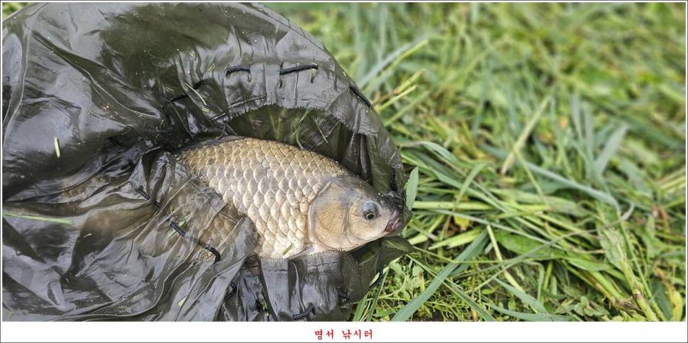 제일 낚시터 대박 조황명서 낚시터 호조황 (조황조행기 - 특파원조황)