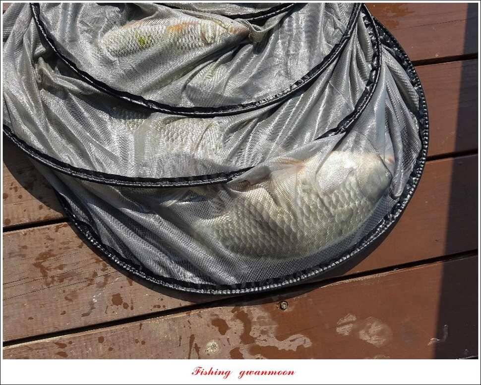목벌 사짜 조행기돌감 38 cm 월척 (조황조행기 - 특파원조황)