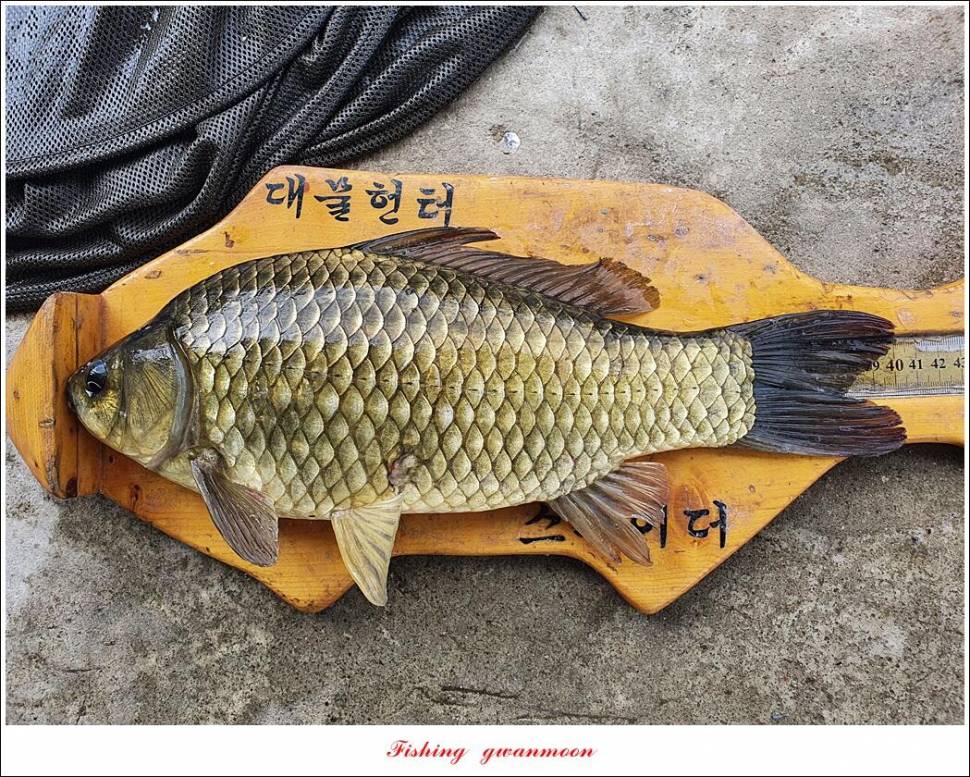 솔 4 짜 3 수화곡지 4 짜 마릿수 조황 (조황조행기 - 특파원조황)