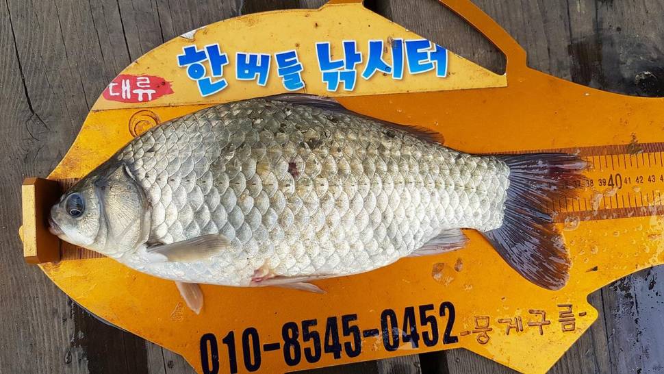 충주호 오름수위 (조황조행기 - 특파원조황)