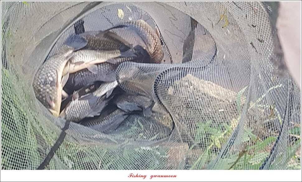 달천강화곡지 사짜칠성지 사짜 조황 (조황조행기 - 특파원조황)