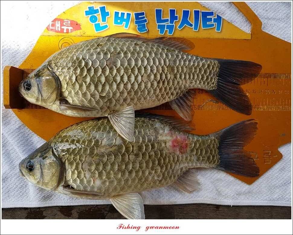 한버들 4 짜 2 수신리 4 짜실리곡 월척칠성지 4 짜 조황 (조황조행기 - 특파원조황)
