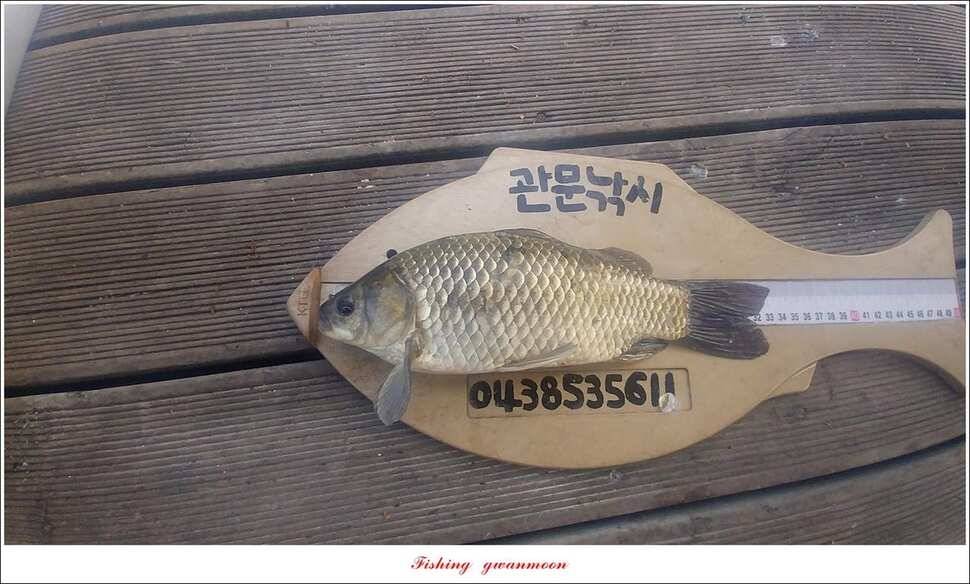 신매 낚시터 월척 조황 (조황조행기 - 특파원조황)