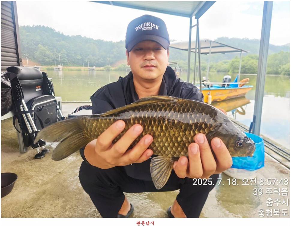 화곡지 49 cm477 cm455 cm 호조황 (조황조행기 - 특파원조황)