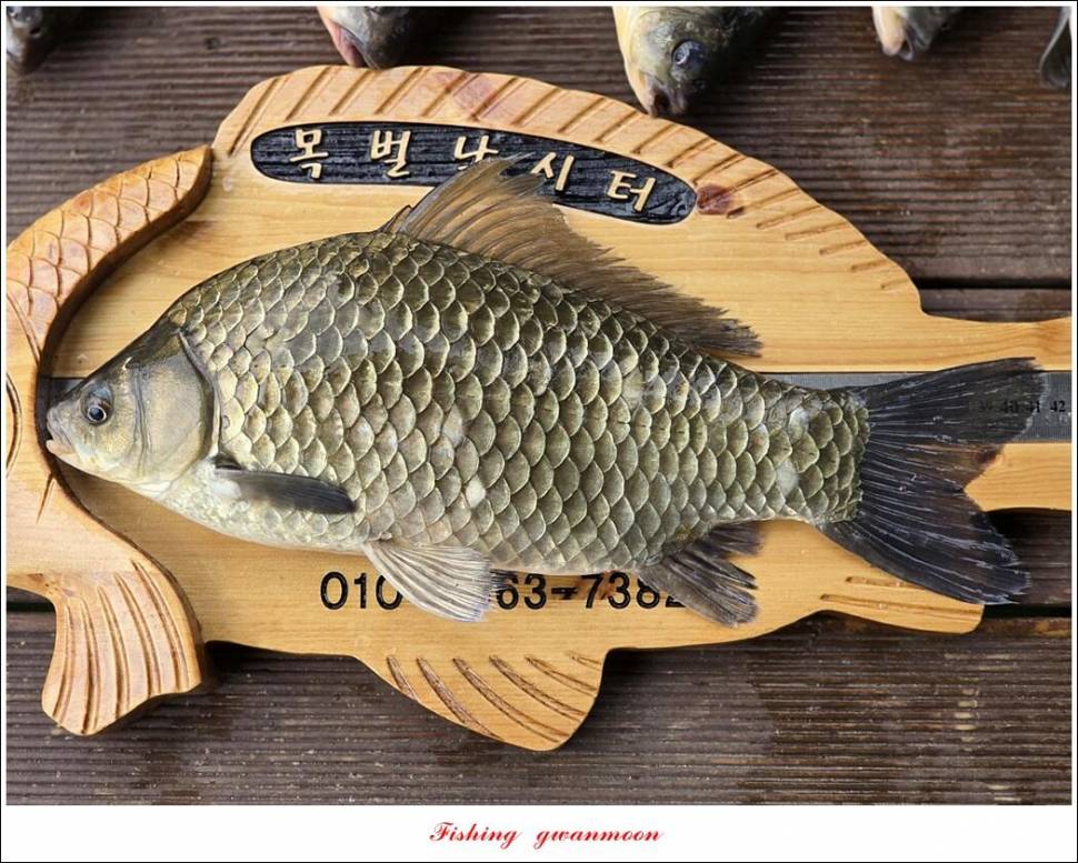 목벌 4 짜 및 남한강 4 짜 조황 (조황조행기 - 특파원조황)